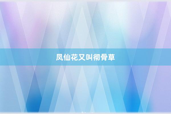凤仙花又叫彻骨草